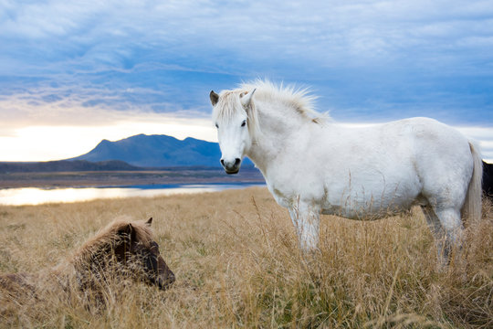 Two Icelandic horses resting in foxtail field, Hvitserkur, Iceland