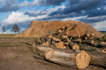 Baumstämme für Rindenmulch Produktion