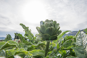 An artichoke growing at an organic farm in Washington State.
