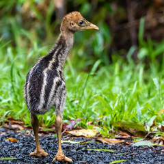 Southern cassowary (Casuarius casuarius) portrait