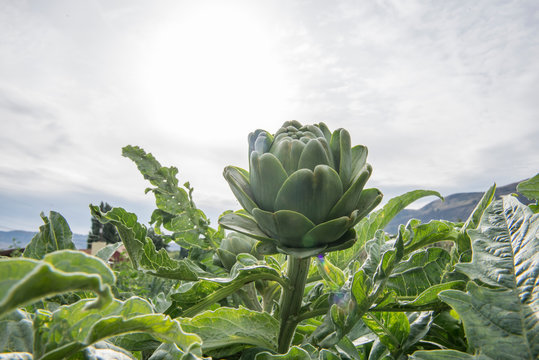 An artichoke growing at an organic farm in Washington State.