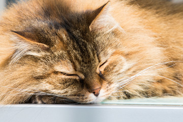 Beautiful pet of livestock in relax, siberian purebred cat