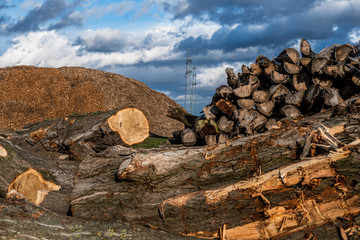 Baumstämme für Rindenmulch Produktion © focus finder