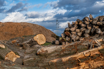 Baumstämme für Rindenmulch Produktion © focus finder