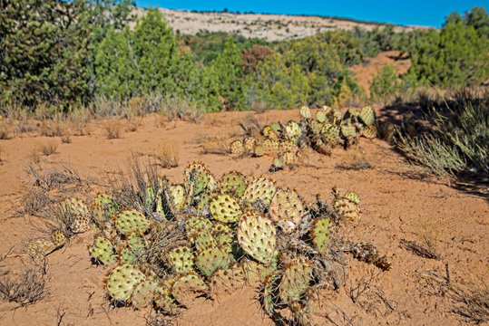 Bunches of cacti grow in the dry, arid landscape of Utah.