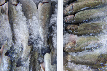 Fresh trout fish in the market, fish pile top view