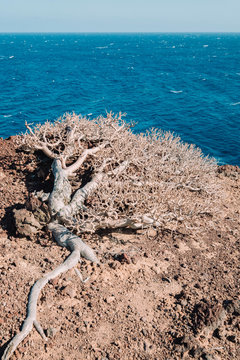 Close up of Tabaiba, desert vegetation, with ocean in background, Tenerife, Canary Islands, Spain