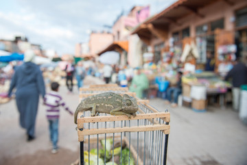 Chameleon in souk in medina of Marrakesh, Morocco