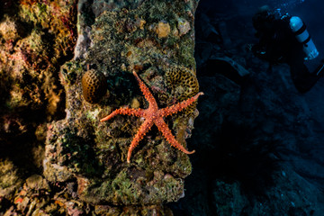 Starfish On the seabed in the Red Sea, eilat israel