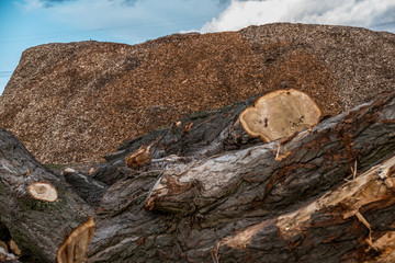 Baumstämme für Rindenmulch Produktion © focus finder