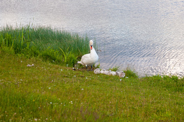 Swans are birds of the family Anatidae within genus Cygnus. The swans close relatives include geese and ducks. Swans with closely related geese in subfamily Anserinae where they form tribe Cygnini.
