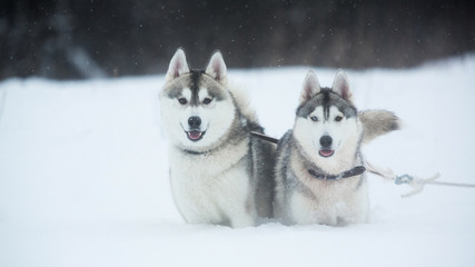 Siberian Husky dogs on winter background. Two amazing husky dogs standing on the snow.
