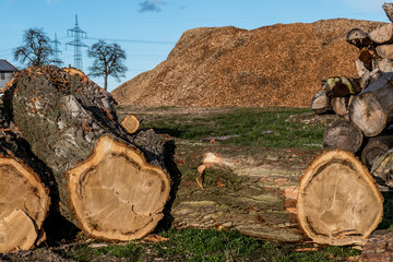 Baumstämme für Rindenmulch Produktion
