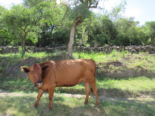 vaca