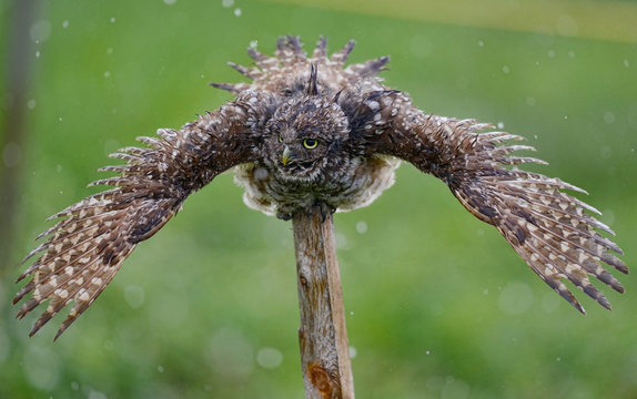 Close-up of Burrowing owl with spread wings perching on wooden post