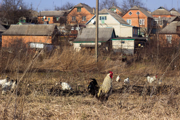 Beautiful cock with shiny black tail and chicken are grazing on dry grass in the field, animals in...
