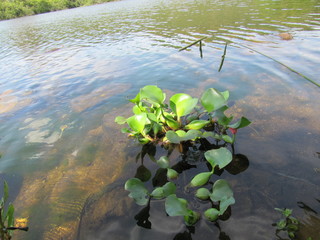 planta acuatica