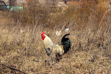 Beautiful cock with shiny black tail grazing on dry grass in the field, animals in nature