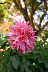 Fototapeta premium pink flower in the garden