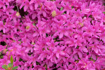 Rhododendronblüte (pink) - Textur