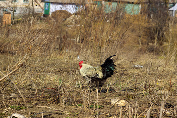 Beautiful cock with shiny black tail and chicken are grazing on dry grass in the field, animals in...