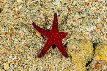 Starfish On the seabed in the Red Sea, eilat israel