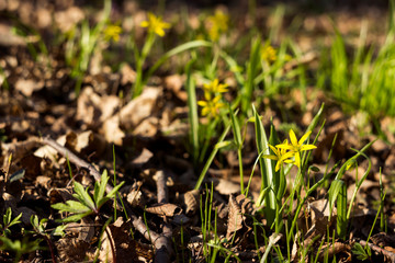 Gagea Minima (Least Gagea) - early yellow flowers blooming at spring time, background
