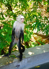 A white-headed capuchin monkey (cebus capucinus) by the pool in Peninsula Papagayo, Guanacaste, Costa Rica