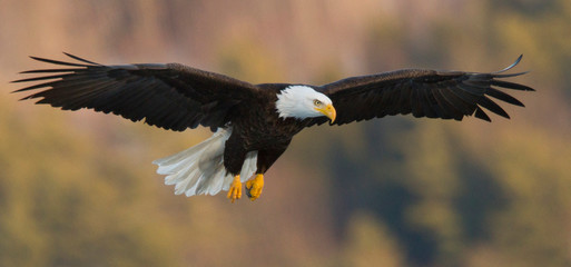 Bald eagle (Haliaeetus leucocephalus) flying against blurry background