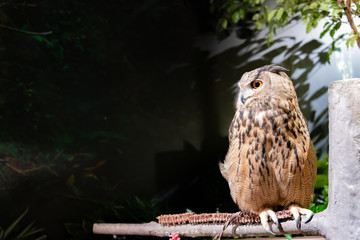 ユーラシアワシミミズク