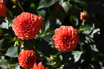 red flowers in the garden