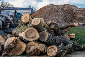 Baumstämme für Rindenmulch Produktion © focus finder