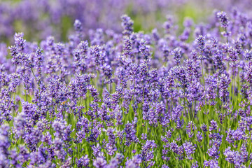 Obraz premium A Lavender Field in Full Bloom