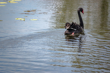 an black swan swimming on lake with water texture