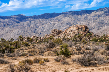 Fototapeta na wymiar Mojave Desert Landscape