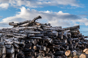 Baumstämme für Rindenmulch Produktion © focus finder