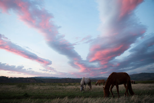 Mongolian horses graze in the late afternoon light in northern Mongolia.
