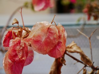 Zartes rosa Gewächs