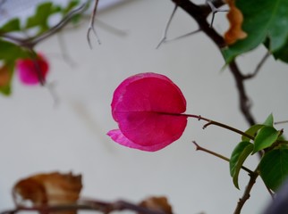 Rosa Blüte am Baum