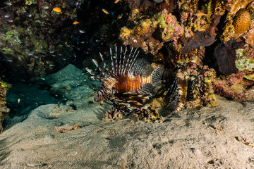 Lion fish in the Red Sea colorful fish, Eilat Israel