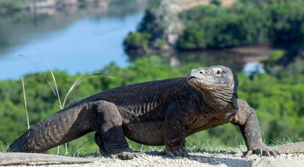 Obraz premium Komodo dragon, scientific name: Varanus komodoensis. Scenic view on the background, Natural habitat. Indonesia.