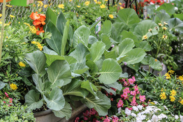 Closeup of Brunswick Cabbage Heads within a Flowering Spring Garden