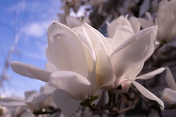The magnolia flowers