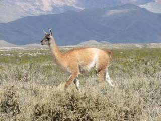 guanaco