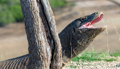 The open mouth of the Komodo dragon. Close up portrait. Komodo dragon.  Scientific name: Varanus Komodoensis. Natural habitat. Indonesia. Rinca Island.
