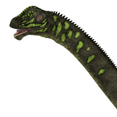 Mamenchisaurus youngi Dinosaur Head -Mamenchisaurus youngi was a herbivorous sauropod dinosaur that lived in China during the Jurassic Period.  © Catmando
