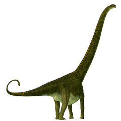 Mamenchisaurus hochuanensis Dinosaur Tail - Mamenchisaurus hochuanensis was a herbivorous sauropod dinosaur that lived in China during the Jurassic Period. © Catmando