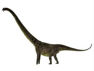 Mamenchisaurus youngi Dinosaur Side Profile - Mamenchisaurus youngi was a herbivorous sauropod dinosaur that lived in China during the Jurassic Period.