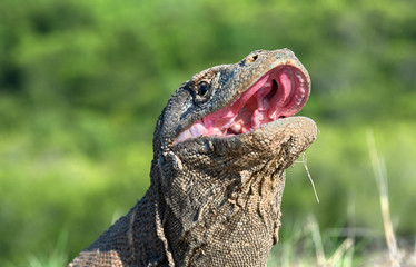 The open mouth of the Komodo dragon. Close up portrait, front view. Komodo dragon.  Scientific...