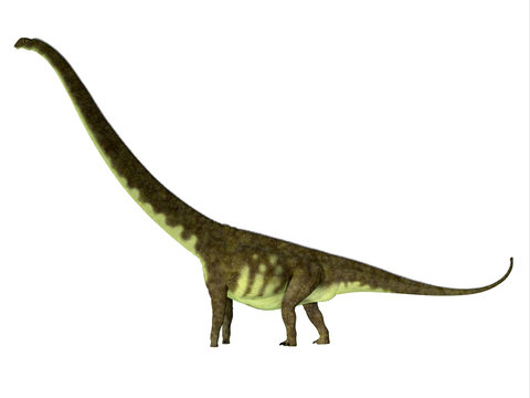 Mamenchisaurus hochuanensis Dinosaur Side Profile - Mamenchisaurus hochuanensis was a herbivorous sauropod dinosaur that lived in China during the Jurassic Period.